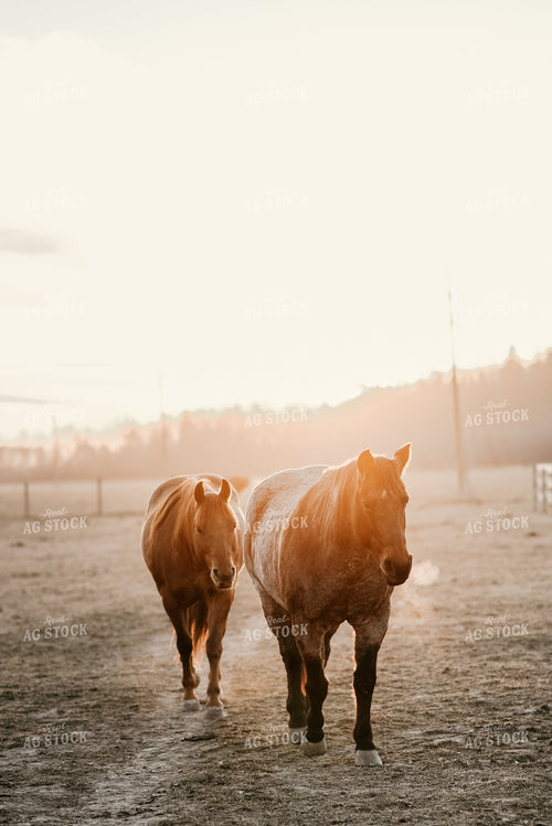 Two Horses in Pasture 64191