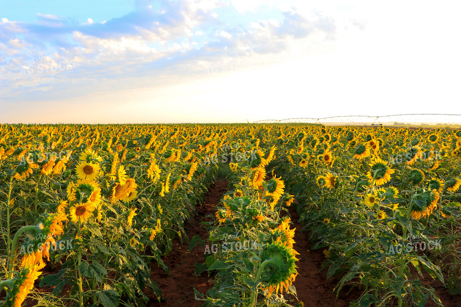 Rows of Sunflowers 60040