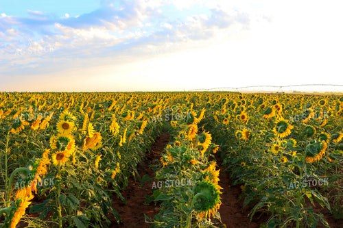 Rows of Sunflowers 60040