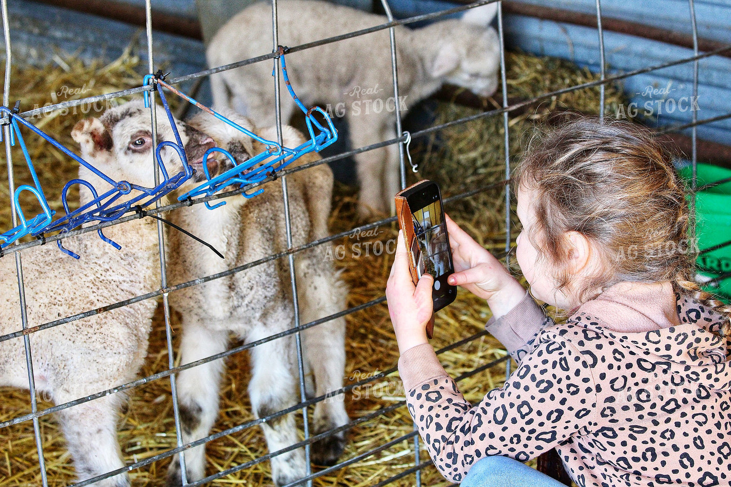 Farm Kid Taking Photos of Lambs 141509