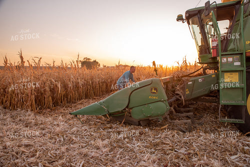 Farmer Getting Corn Out of Head 76364