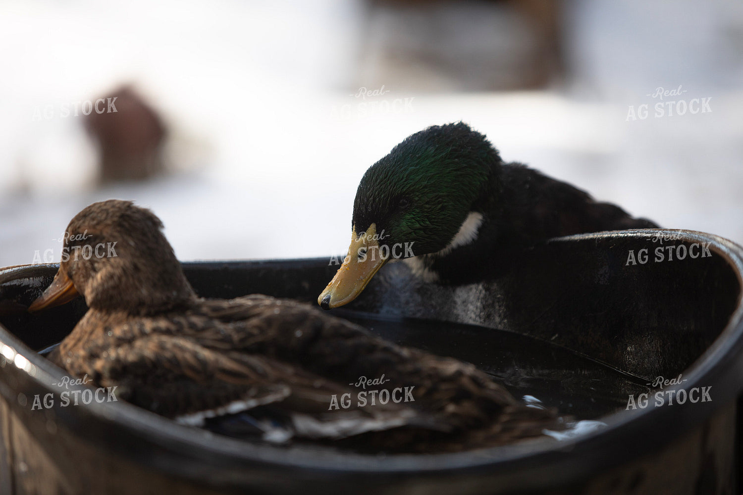 Ducks in Water 117457