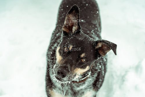 Dog in Snow 58056