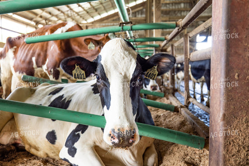 Holstein Cattle in Sand Beds 270361