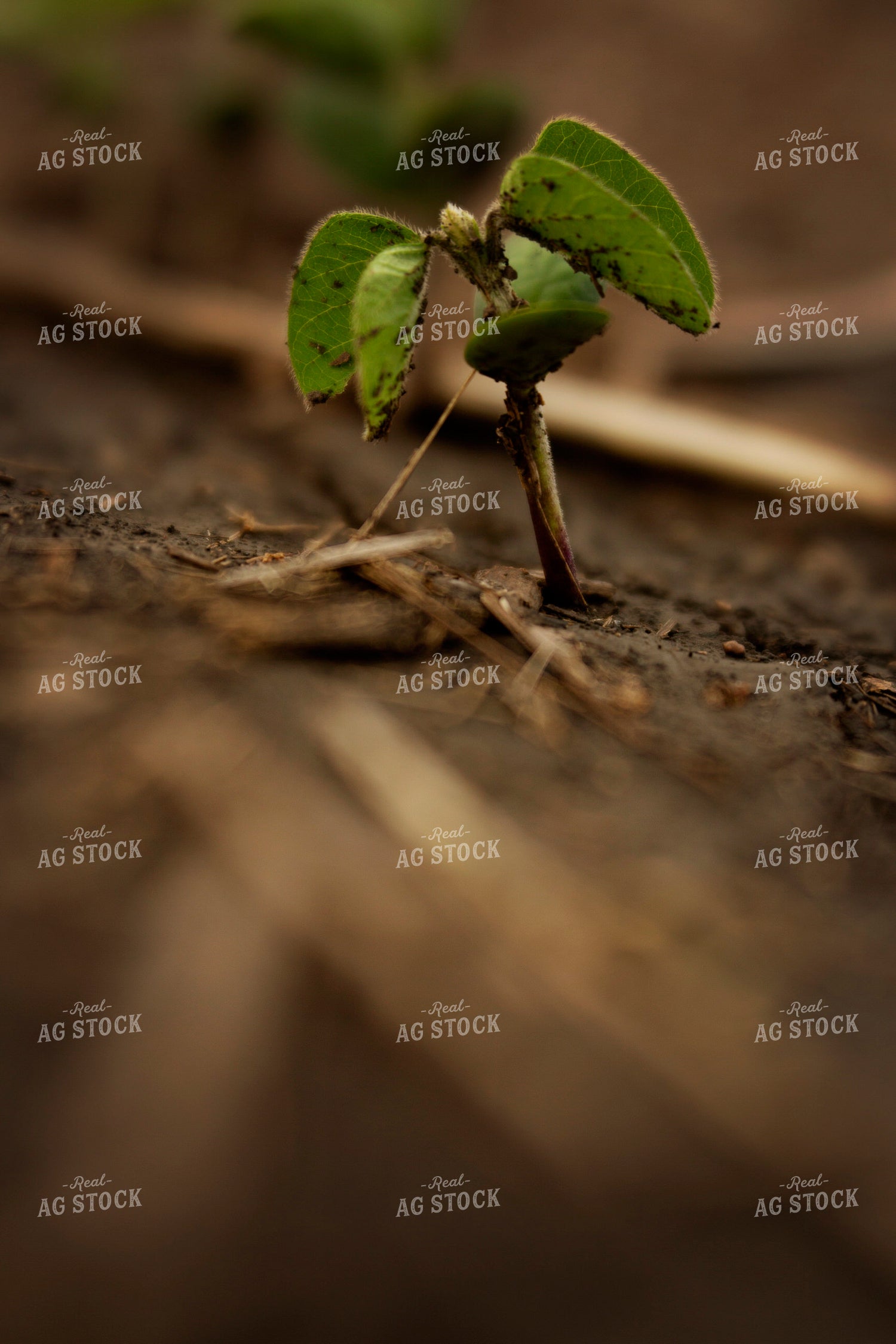 Early Season Soybeans 9686
