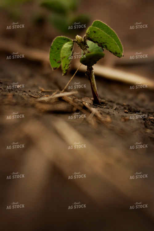 Early Season Soybeans 9686