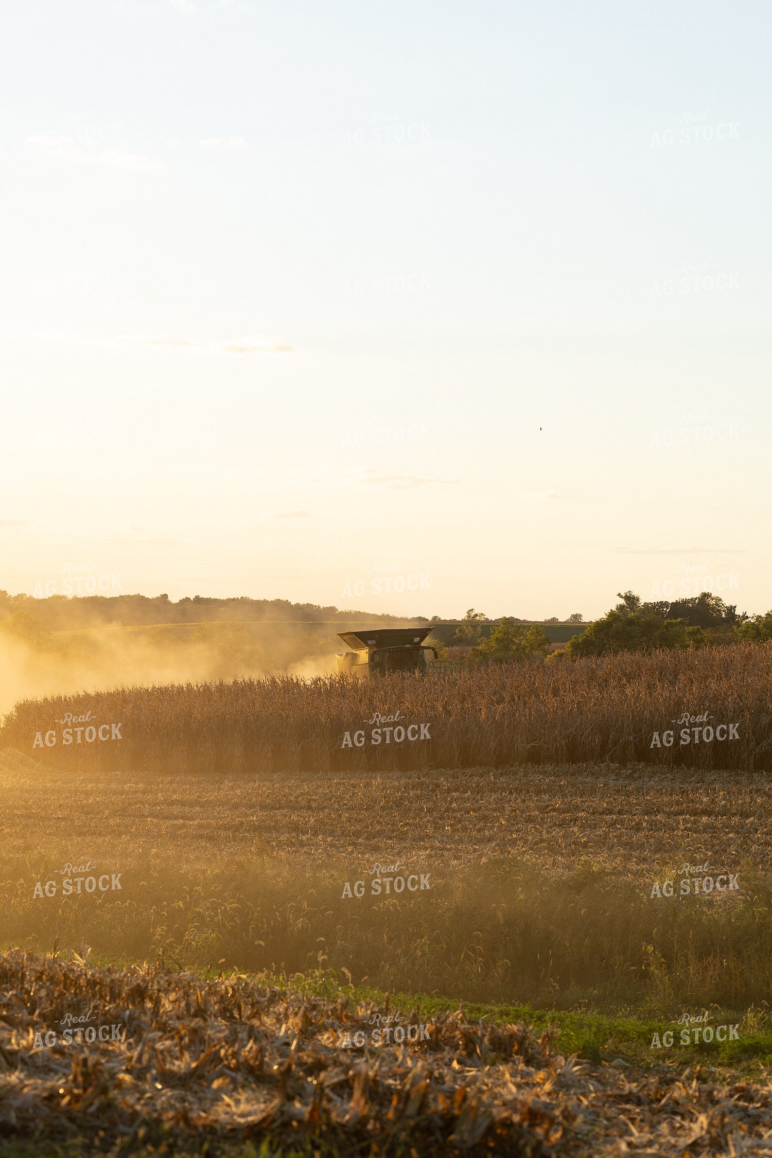 Corn Harvest 215158