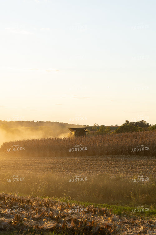Corn Harvest 215158
