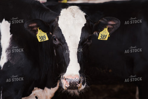 Holstein Cow 137025