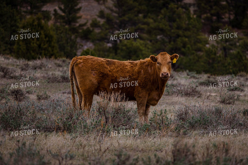 Red Angus Cow in Pasture 97163