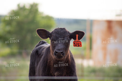 Black Angus Calf 208079