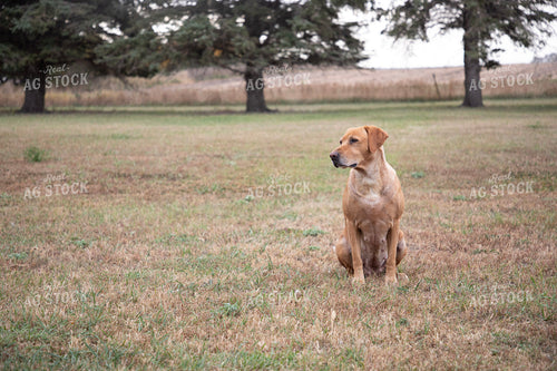 Farm Dog 117133