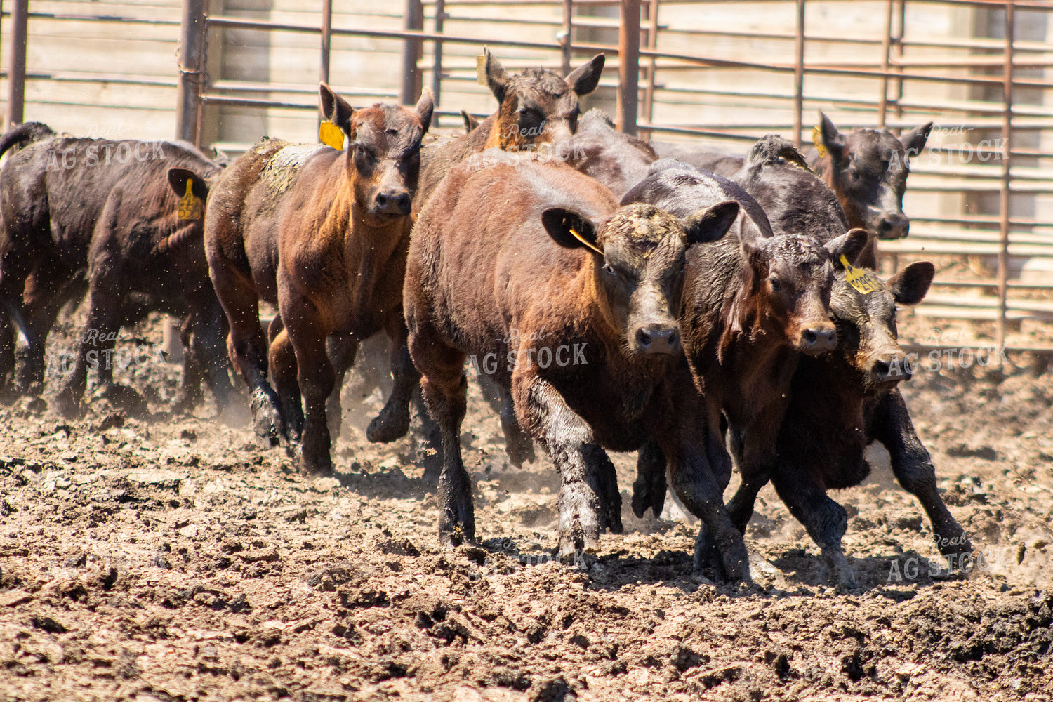 Sorting and Working Calves 214294