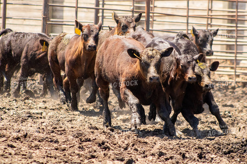 Sorting and Working Calves 214294