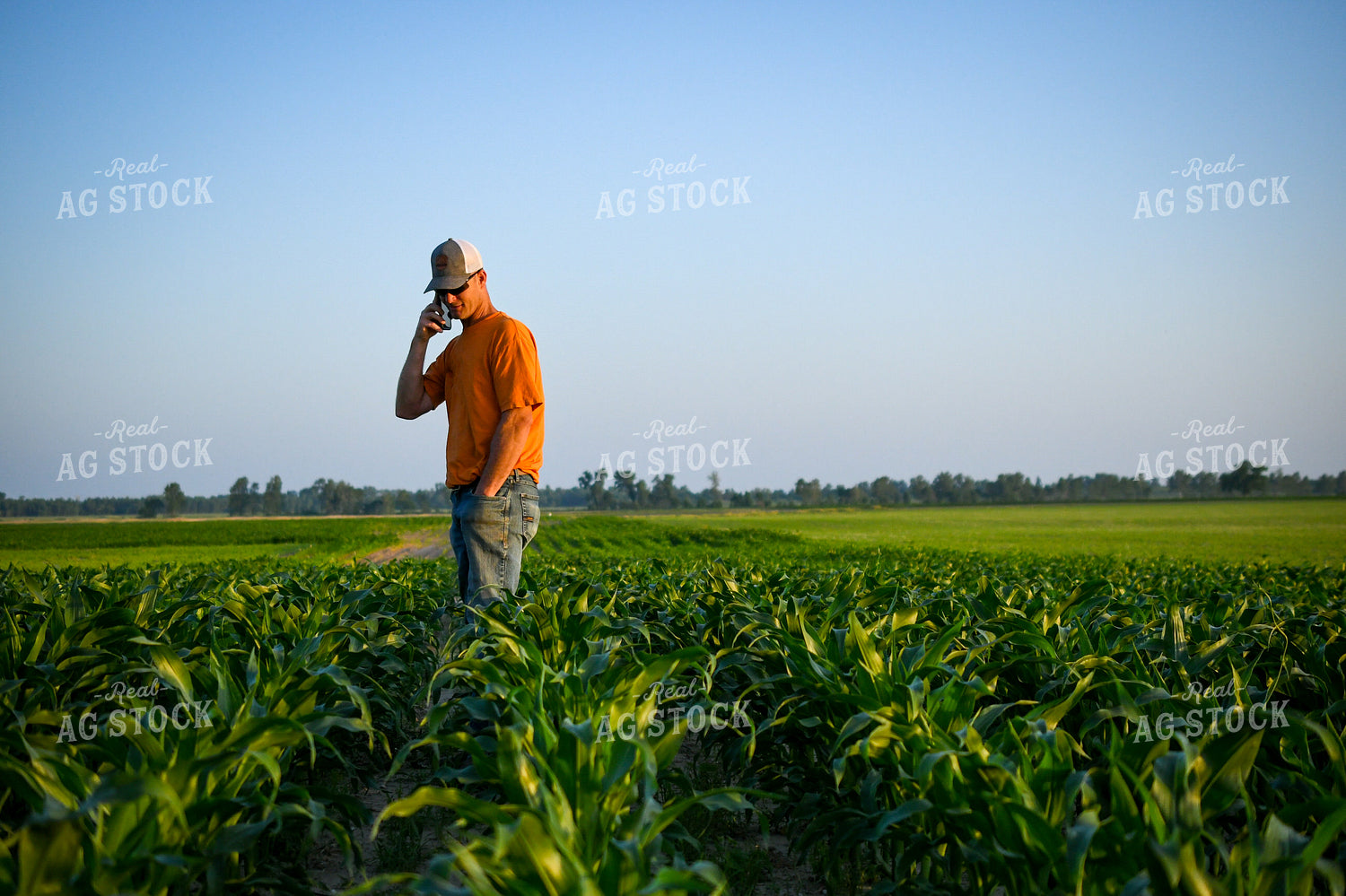 Farmer on Phone while Checking Corn 191121