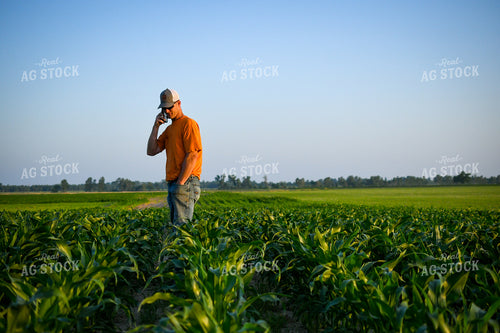 Farmer on Phone while Checking Corn 191121