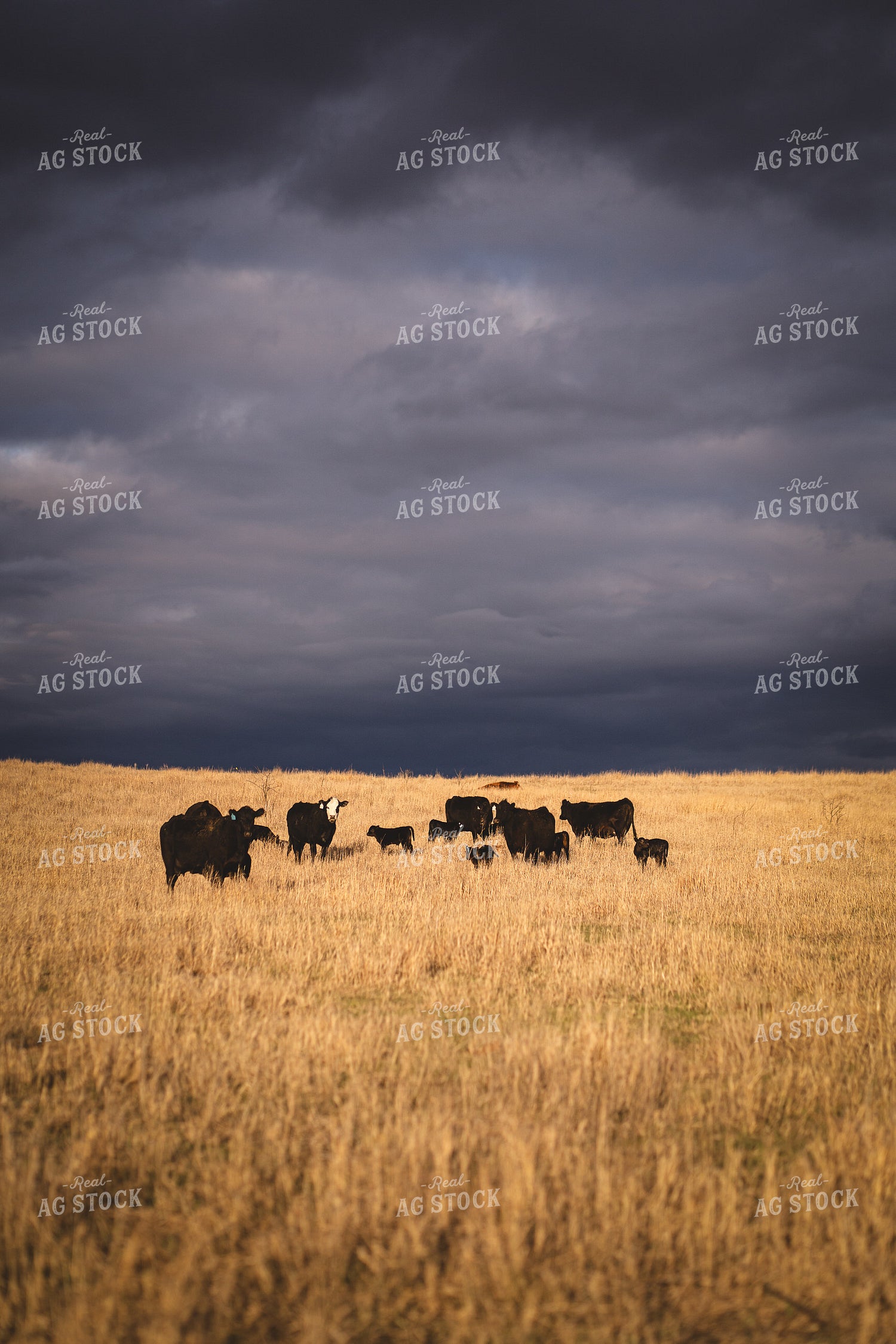 Cow Calf Pairs 196044
