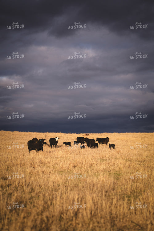 Cow Calf Pairs 196044