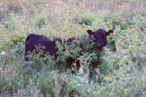 Cattle on Pasture 160246