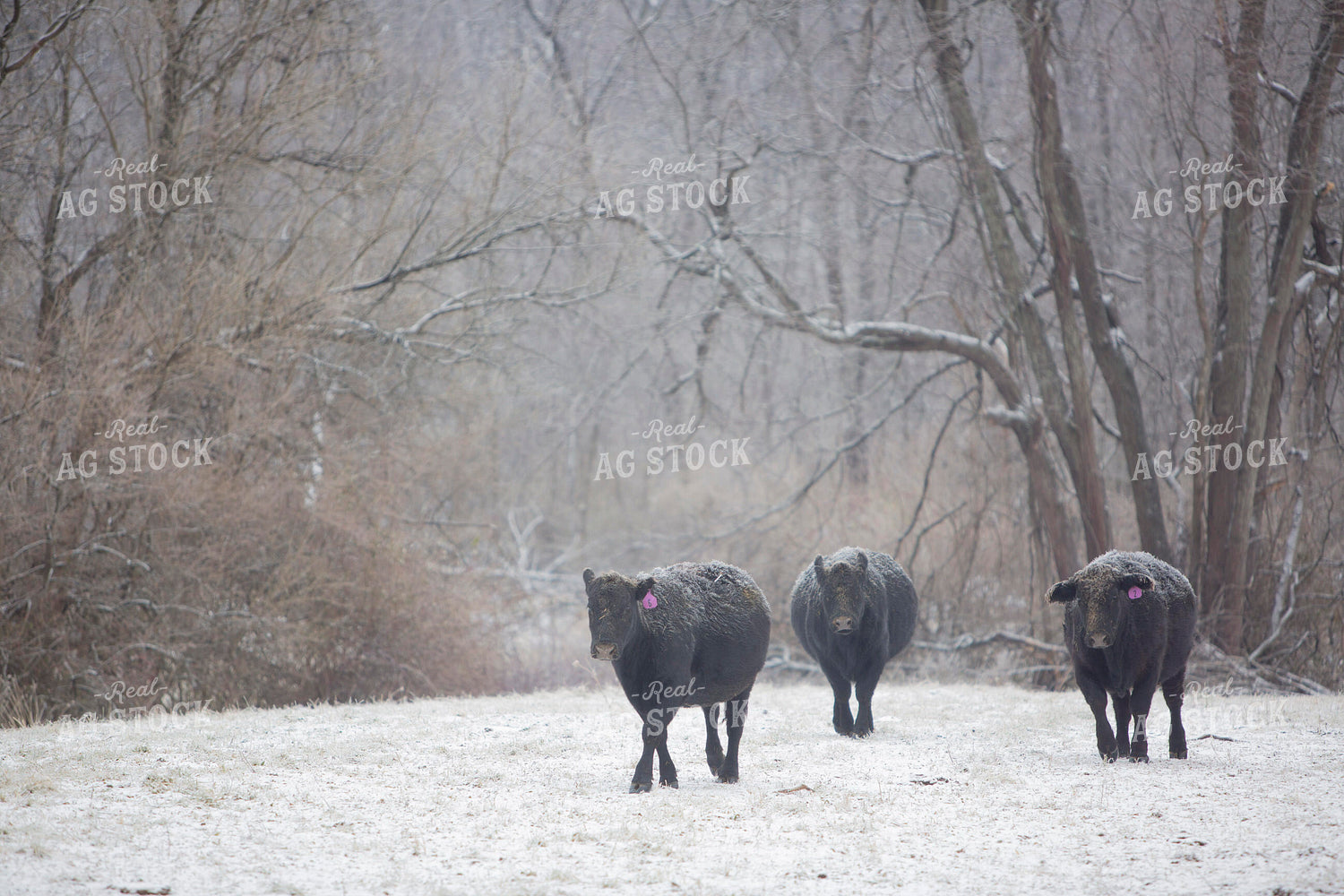 Cattle 1666