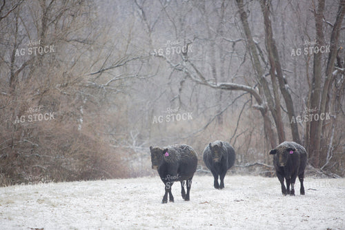 Cattle 1666