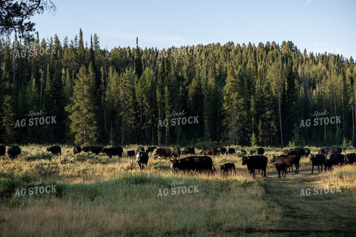 Moving Cattle on Mountain 304096