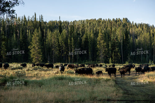 Moving Cattle on Mountain 304096