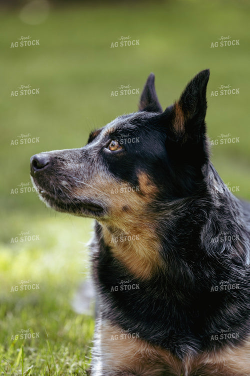 Dog 305022