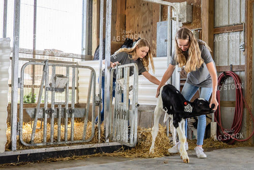 Farm Kids with Holstein Calf 270376