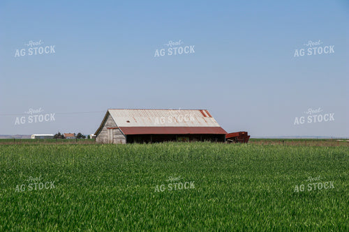 Green Wheat Field 60018