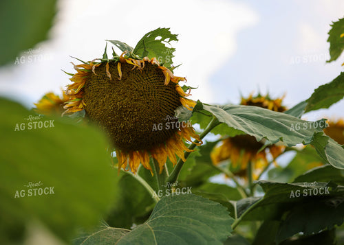 Sunflowers 160187