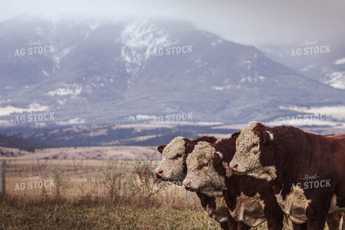 Hereford Cattle with Mountains 81018