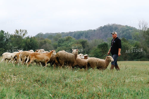 Farmer Herding Sheep 220028