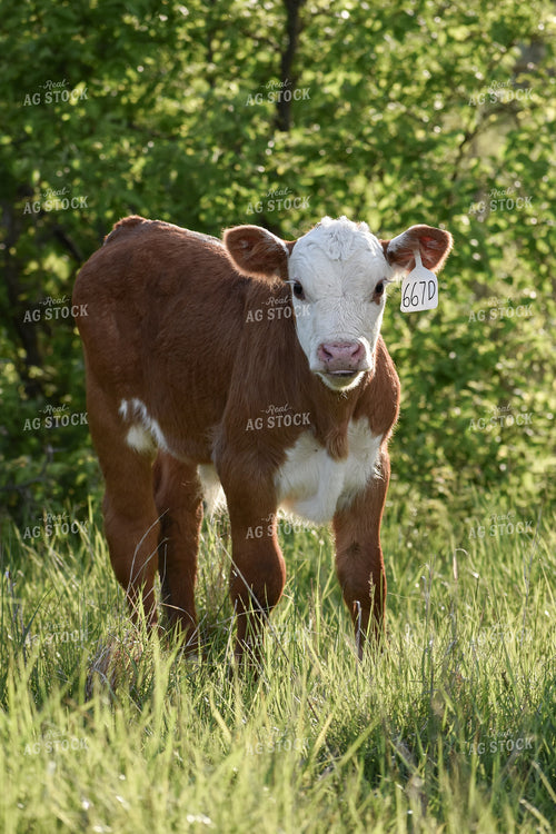 Hereford Calf 176005