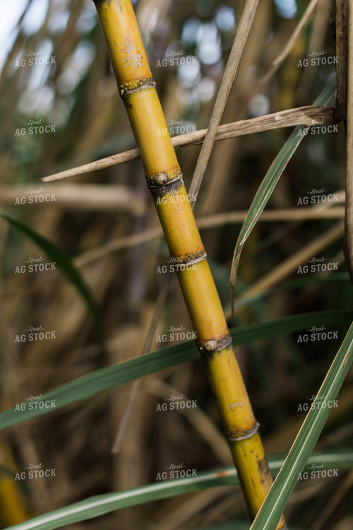 Sugar Cane Stalk 7327
