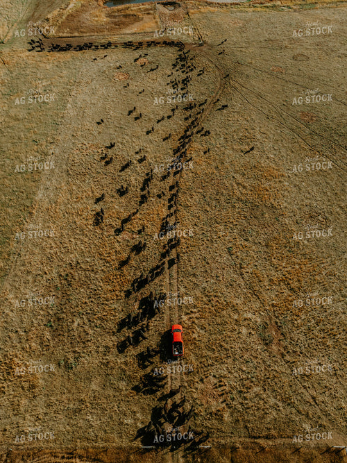 Aerial Angus Cattle on Pasture 187081