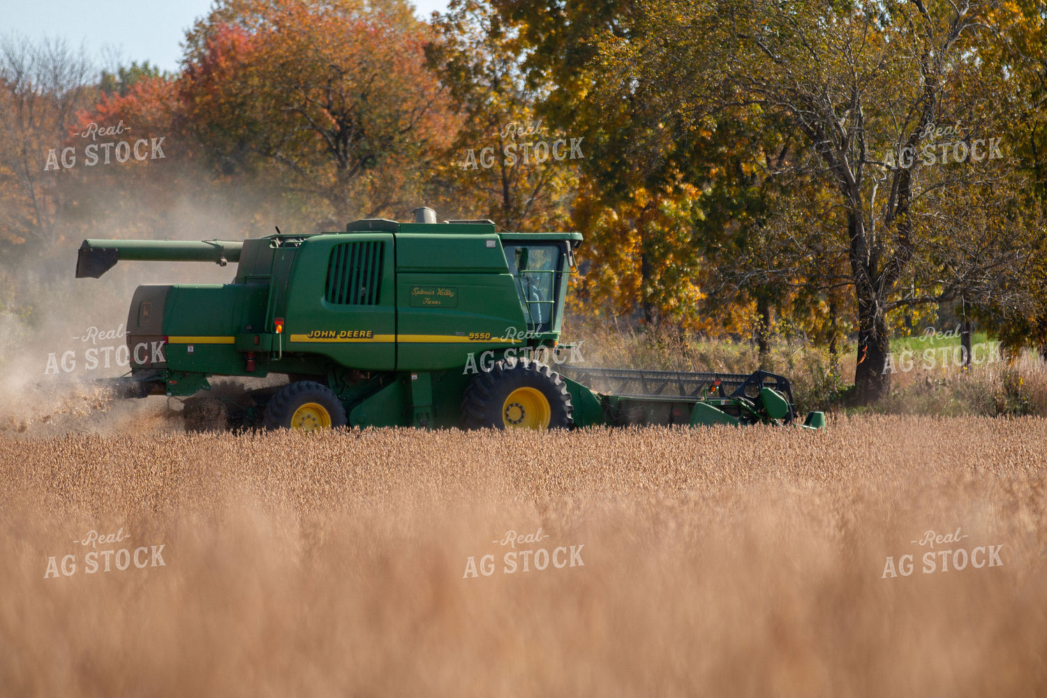 Soybean Harvest 157142