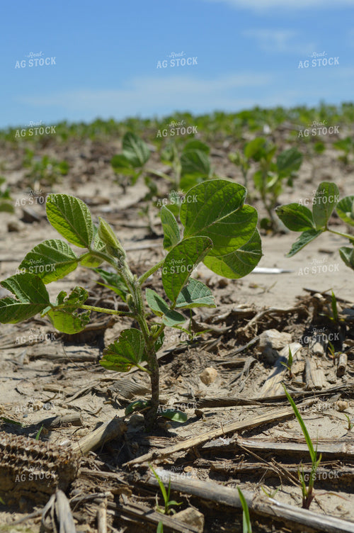 Early Growth Soybeans 206024