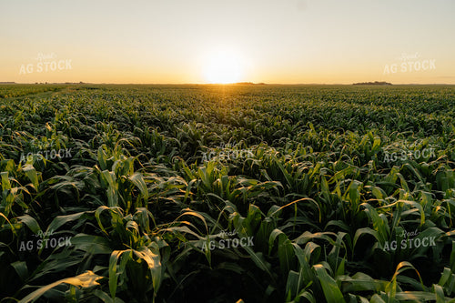 Midseason Corn 68298