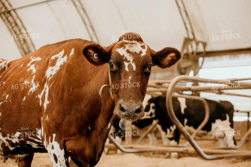 Dairy 2668