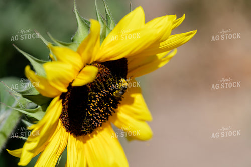 Head of a Sunflower 107015