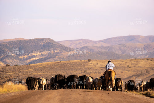 Rancher Herding Cattle on Horseback 163019