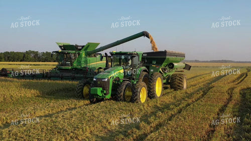 Rice Harvest 79506
