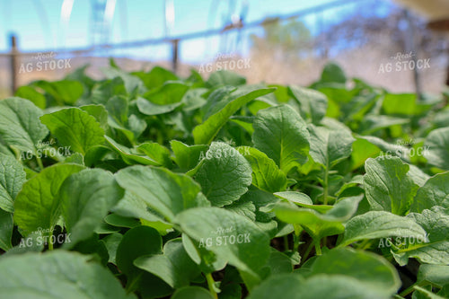 Plant Starts in Greenhouse 240006