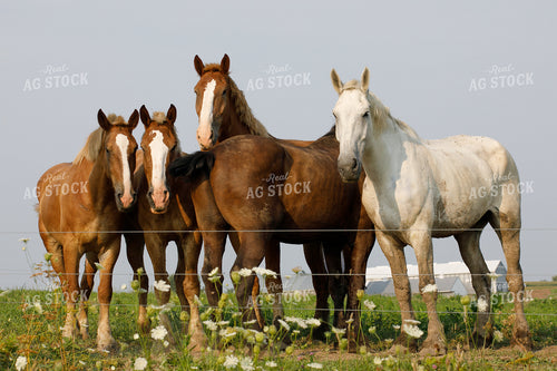 Horses 145073