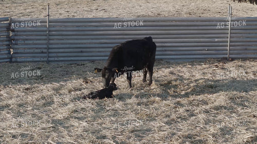 Black Angus Cow and Calf 239580