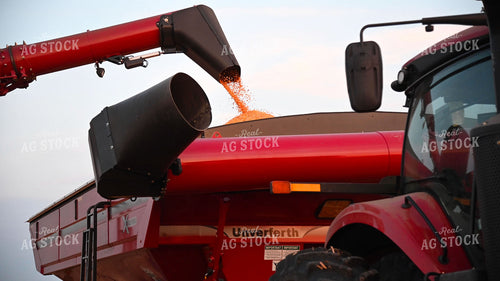Combine Unloading Corn into Auger Wagon 25506