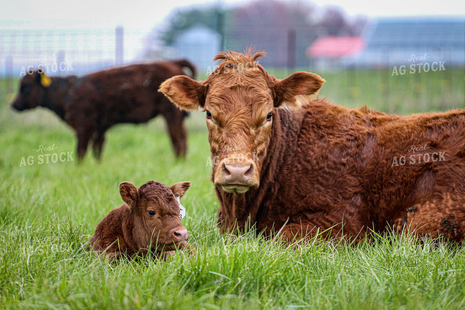 Cow Calf Pair on Pasture 160502