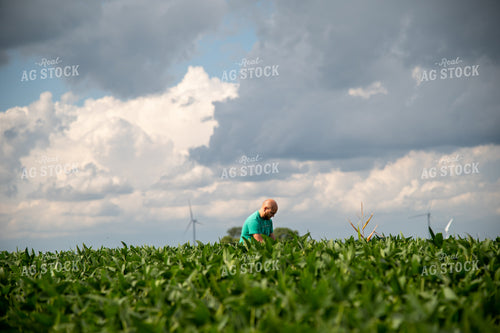 Farmer Scouting Growing Crops 25294