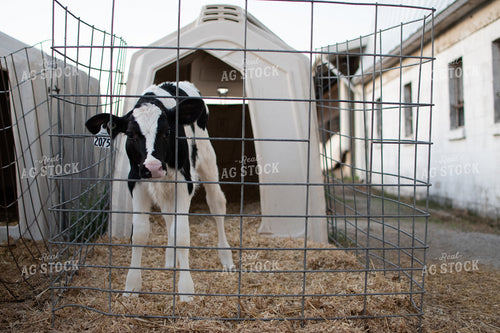 Holstein Calf in Pen 50334